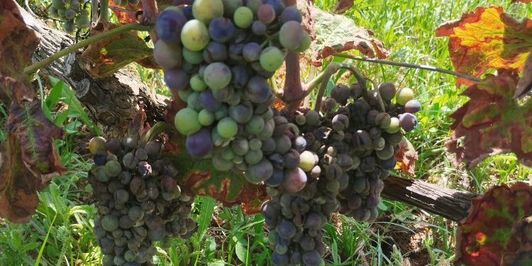 El mildiu y la humedad dejan la Marina Alta sin uvas blancas