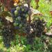 El mildiu y la humedad dejan la Marina Alta sin uvas blancas