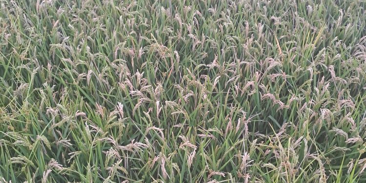 AVA-ASAJA alerta de pérdidas históricas por la propagación de la pyricularia en los arrozales valencianos