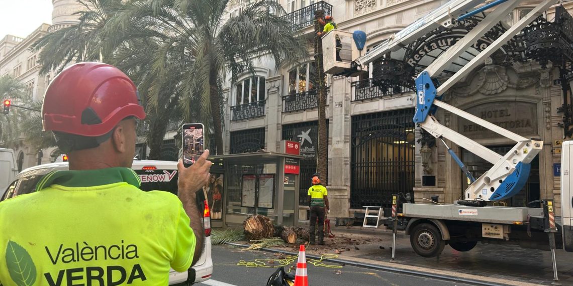 El Ayuntamiento de Valencia retira tres palmeras en la calle Barcas por riesgo grave de caída