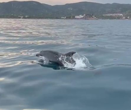 Delfines mulares en la Serra d’Irta: un espectáculo natural protegido