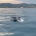 Delfines mulares en la Serra d’Irta: un espectáculo natural protegido
