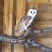 Valencia impulsa la reintroducción de la lechuza común en su entorno periurbano