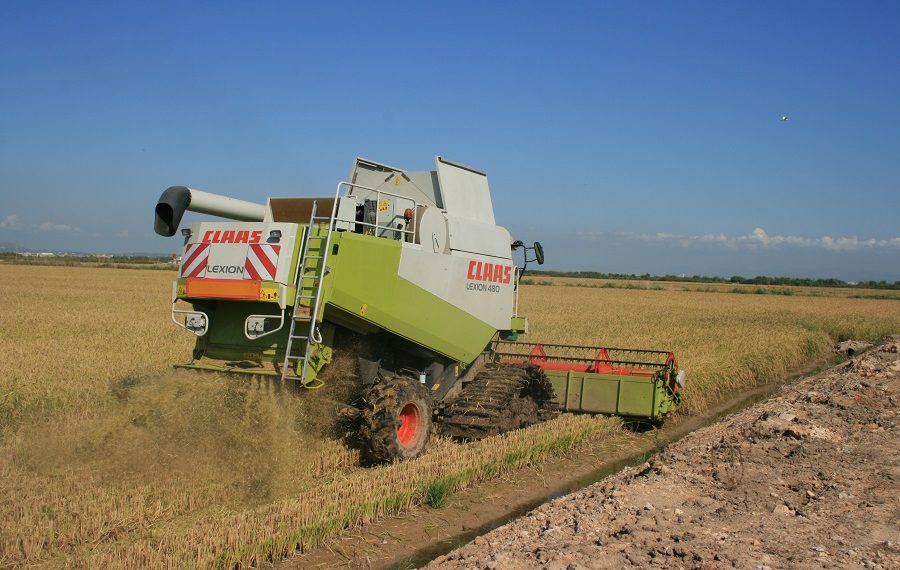 Empieza la siega del arroz: AVA-ASAJA alerta que la renta del arroz peligra por el descenso de al menos el 15% de la producción y de los precios