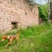 La perra WIKI de la Unidad Canina de Valencia rescata a una persona desaparecida en Pinedo