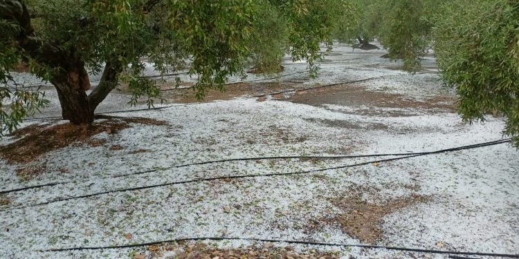 El pedrisco arrasa cultivos en la Vall d’Albaida, la Costera, la Safor y la Marina Alta