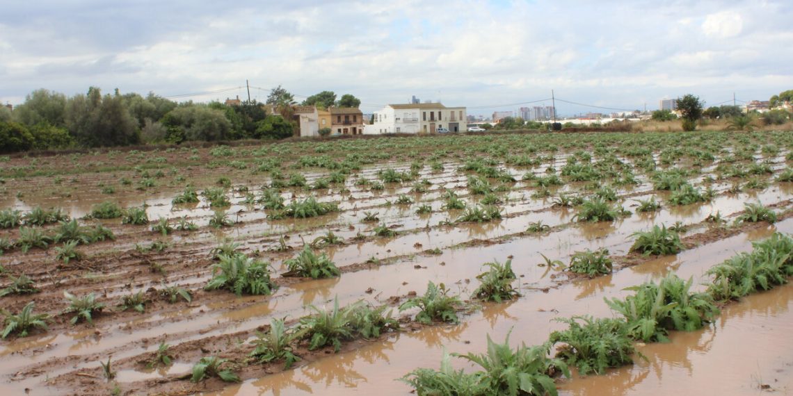 LA UNIÓ informa que las lluvias de los últimos días son muy beneficiosas en general para el campo valenciano