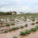 LA UNIÓ informa que las lluvias de los últimos días son muy beneficiosas en general para el campo valenciano