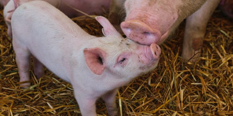 La Unió alerta del riesgo para el porcino valenciano por los aranceles chinos a la carne de cerdo europea