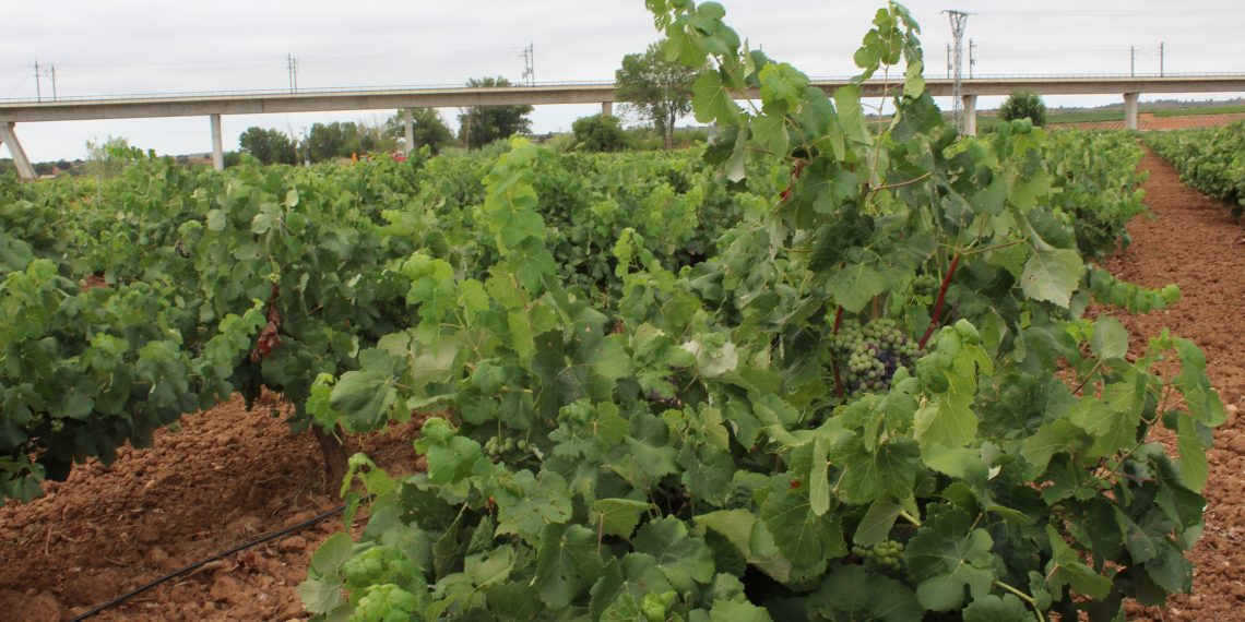 LA UNIÓ pide a Conselleria de Agricultura un estudio para conocer los costes de producción actuales de la uva de vino ante los ruinosos precios para los productores