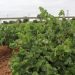 LA UNIÓ pide a Conselleria de Agricultura un estudio para conocer los costes de producción actuales de la uva de vino ante los ruinosos precios para los productores
