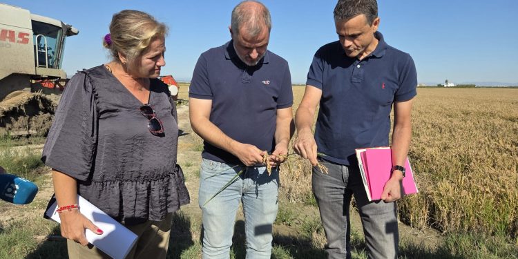 Agricultores reclaman igualdad en el uso de fitosanitarios para el arroz