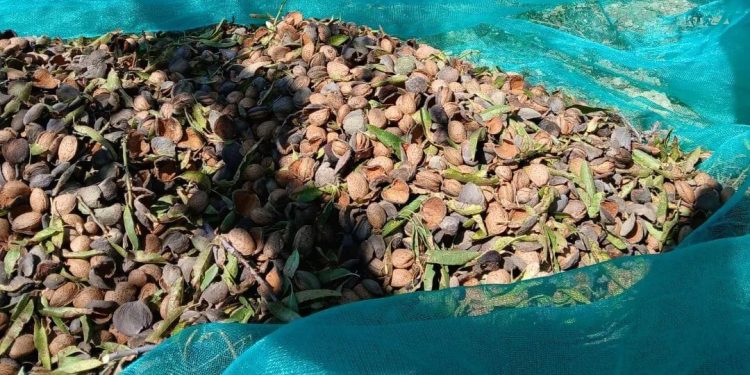 AVA-ASAJA exige más controles tras el hallazgo de aflatoxinas en almendras de EE. UU
