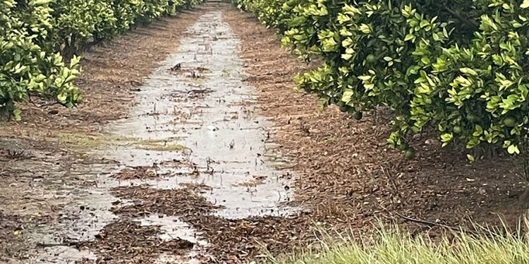 El campo valenciano en vilo por el temporal de lluvias y granizo