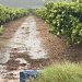 El campo valenciano en vilo por el temporal de lluvias y granizo