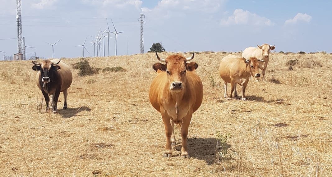 AVA-ASAJA mantiene su oposición al acuerdo con Mercosur por su impacto sobre el campo