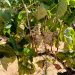 AVA-ASAJA prevé una uva de calidad pero con una merma del 20% a causa del pedrisco y el calor