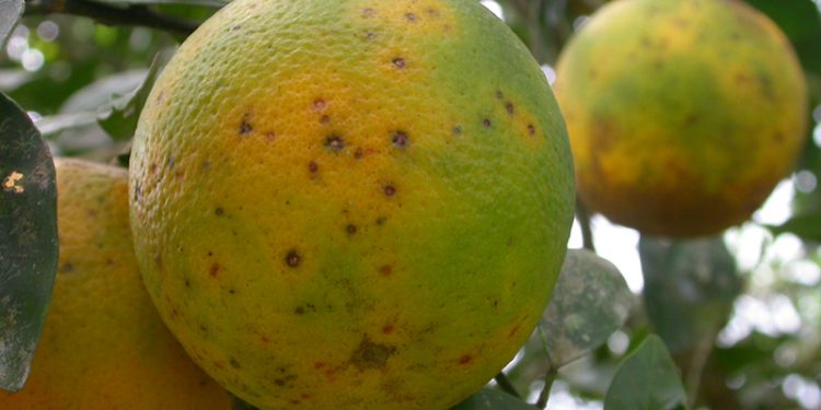 AVA-ASAJA denuncia el riesgo de plagas en cítricos importados
