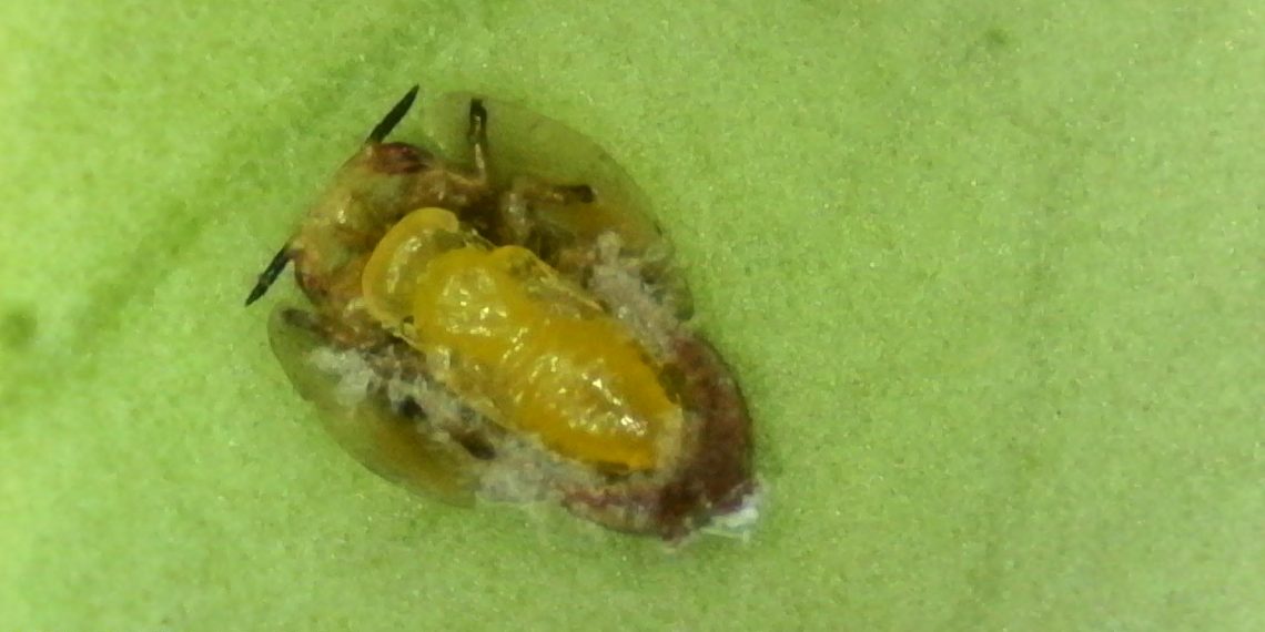 IVIA descubre un enemigo natural del vector más importante del HLB