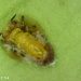 IVIA descubre un enemigo natural del vector más importante del HLB