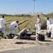 Brigadas de la Generalitat trabajan en l’Albufera para retirar peces afectados por la falta de oxígeno tras las últimas lluvias. Foto: GVA