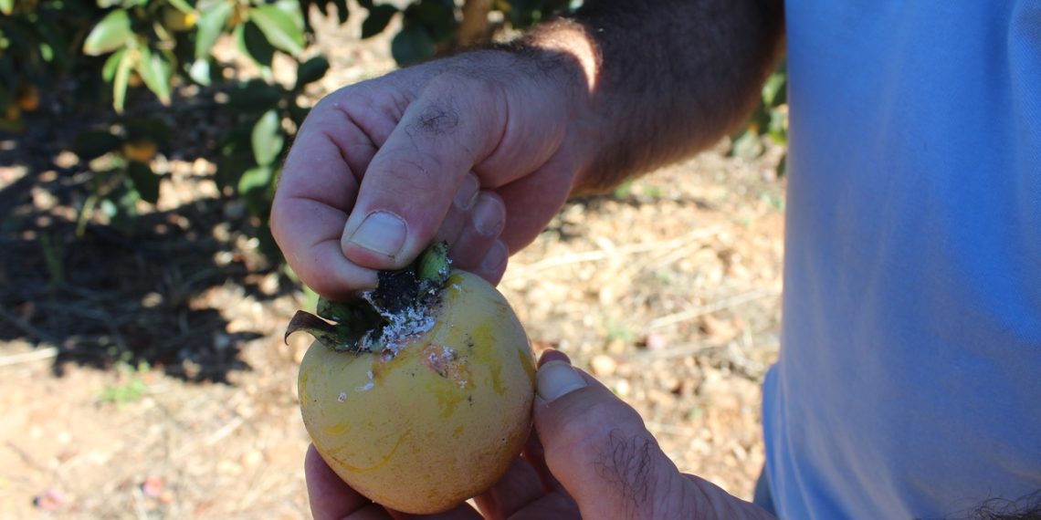 Una encuesta de LA UNIÓ revela que más del 80% de los productores de caqui ve necesario más materias activas para luchar contra las plagas