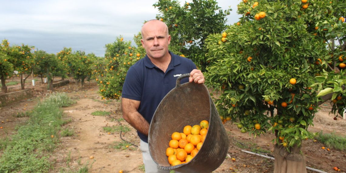 LA UNIÓ denuncia que las naranjas de Sudáfrica entran ya con arancel cero a la UE justo cuando se cumplen nueve años hoy de la entrada en vigor del acuerdo
