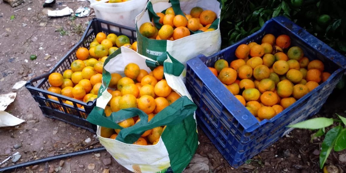 LA UNIÓ alerta de los primeros robos de cítricos y reclama más vigilancia en el campo valenciano