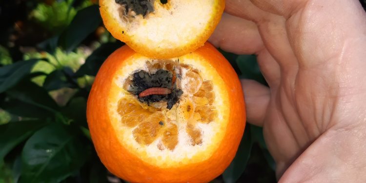 AVA-ASAJA denuncia nuevos incumplimientos fitosanitarios en cítricos de Sudáfrica y advierte del riesgo del acuerdo con Mercosur