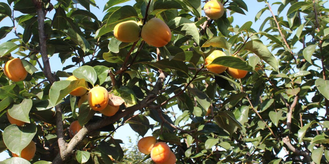 La Unió Llauradora reclama más fitosanitarios para frenar las plagas del caqui y evitar pérdidas al agricultor