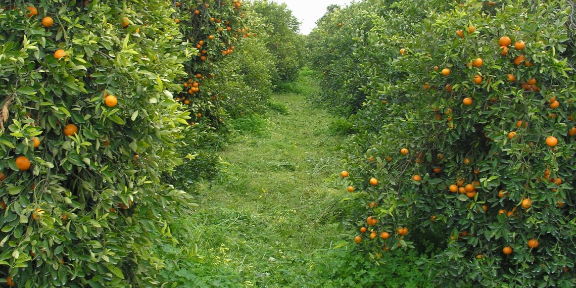 El sector ecológico valenciano exige revisar el sistema de certificación del CAECV por su alto coste y burocracia