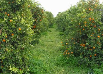 El sector ecológico valenciano exige revisar el sistema de certificación del CAECV por su alto coste y burocracia