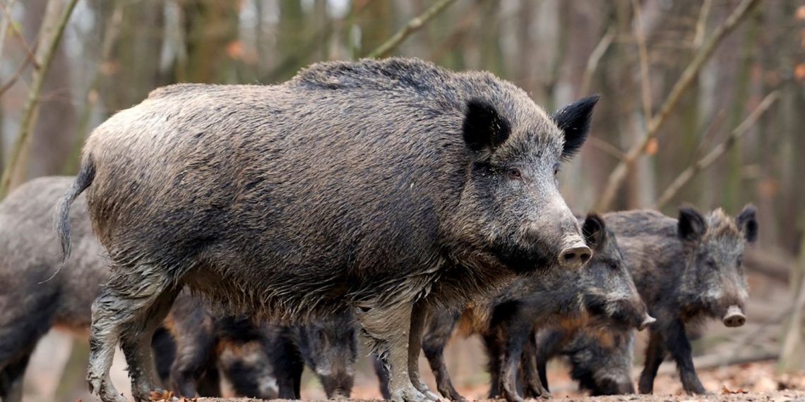 LA UNIÓ reclama ampliar las ayudas al control del jabalí tras dejar fuera a 15 municipios por falta de crédito