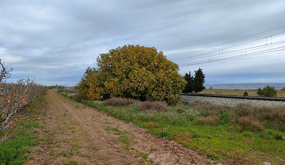 La agroindustria valenciana da un salto digital y sostenible con GOS ACCESO