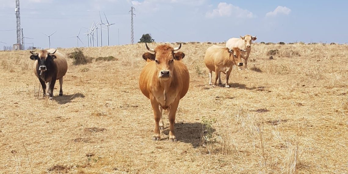 Ganaderías valencianas participan en el proyecto europeo Nemesis para regenerar suelos