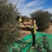 Las mujeres representan, el 31% de la población agraria de la UE, el 30% del emprendimiento rural está liderado por ellas, pero solo el 2% accede a la financiación disponible