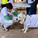 El Ayuntamiento de Valencia permitirá el acceso de los animales a los edificios públicos