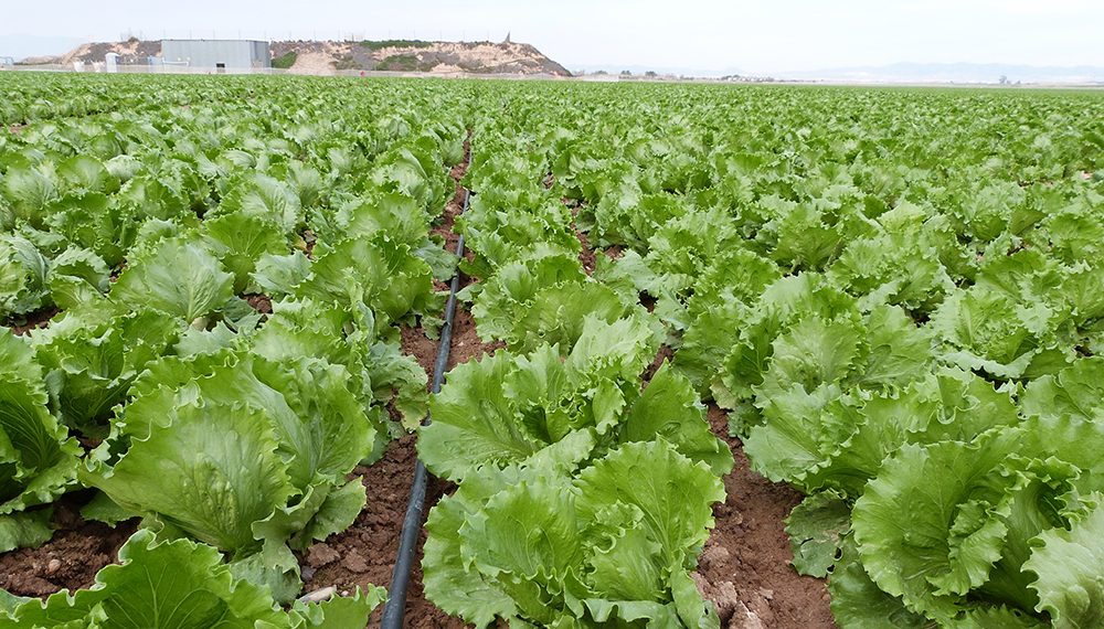 El sector agrario critica el nuevo Real Decreto sobre nutrición sostenible de suelos