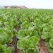El sector agrario critica el nuevo Real Decreto sobre nutrición sostenible de suelos
