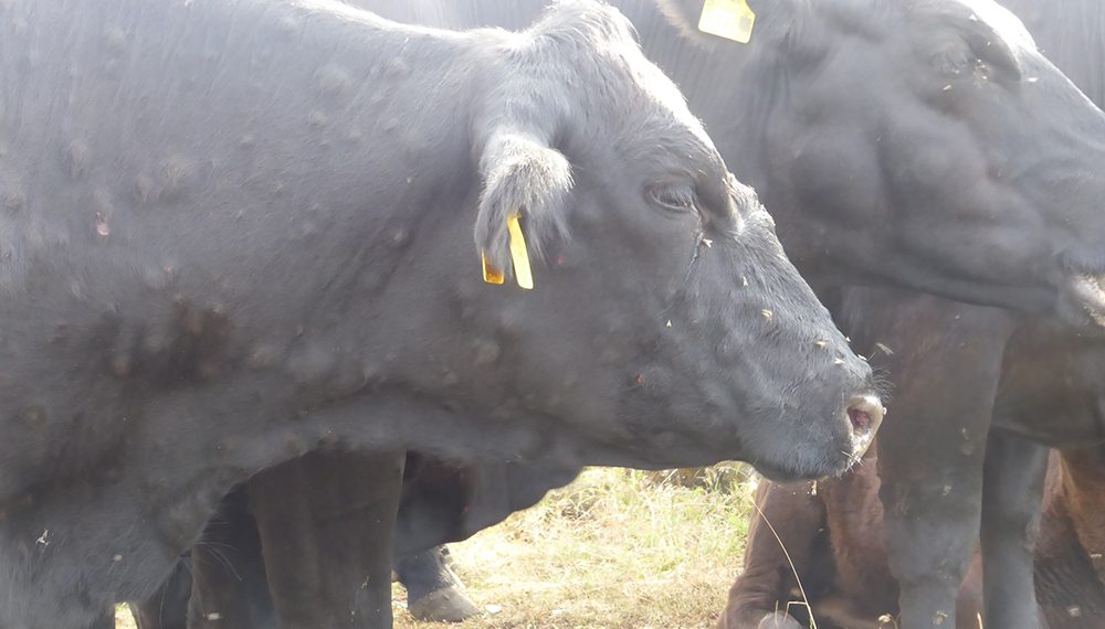 AVA-ASAJA alerta del riesgo de expansión de la Dermatosis nodular contagiosa en las granjas valencianas