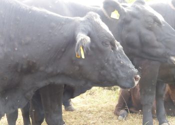 AVA-ASAJA alerta del riesgo de expansión de la Dermatosis nodular contagiosa en las granjas valencianas