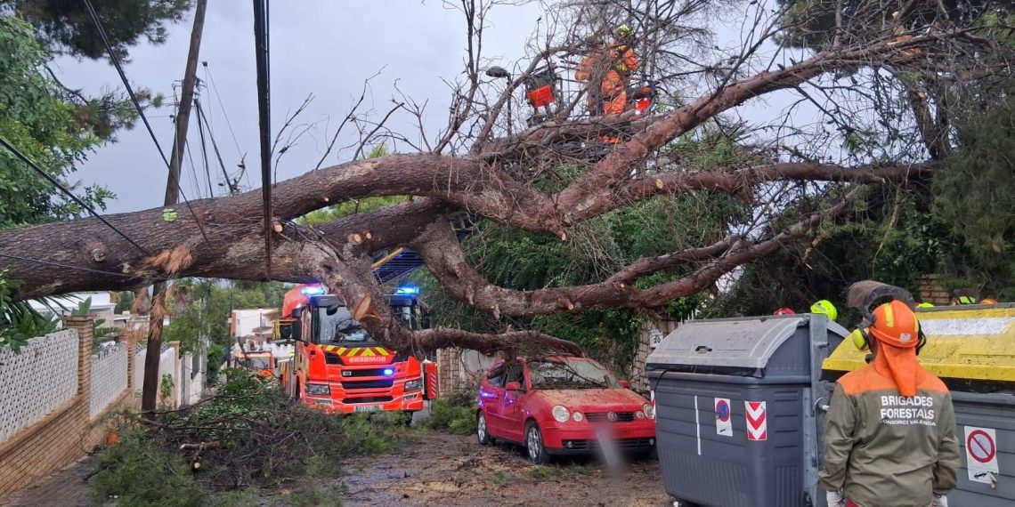 Bomberos de Valencia retirando árboles caídos y realizando achiques de agua durante la DANA Alice. Foto: Diputació de València
