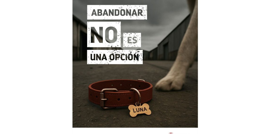 Valencia lanza una campaña contundente contra el abandono animal