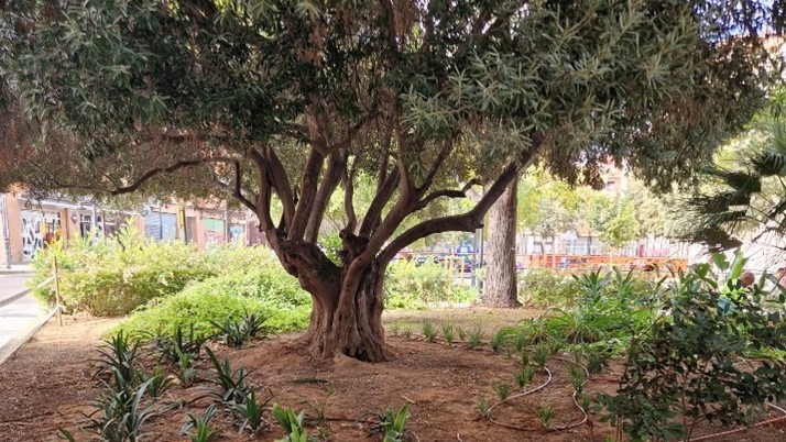 Valencia inicia la plantación de 390 nuevos arbustos en Torrefiel y Benimaclet
