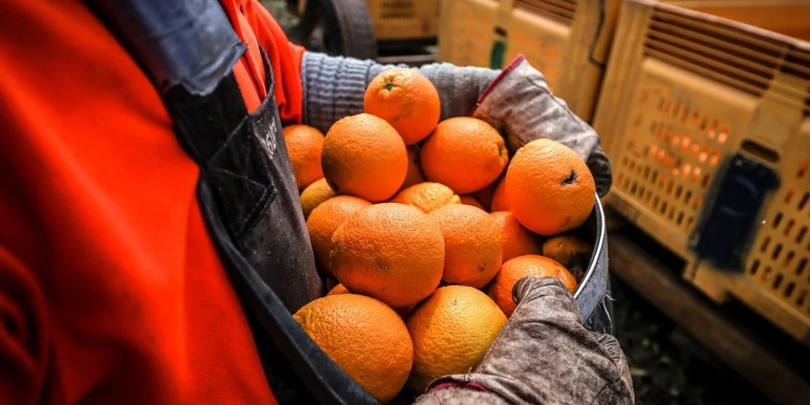 LA UNIÓ propone a la Comisión Europea un arancel del 15% para las mandarinas y pequeños cítricos de Sudáfrica ante la competencia creciente