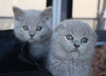 Ejemplares de distintas razas que participarán en la Exposición Internacional Felina de Torrent.