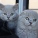 Ejemplares de distintas razas que participarán en la Exposición Internacional Felina de Torrent.