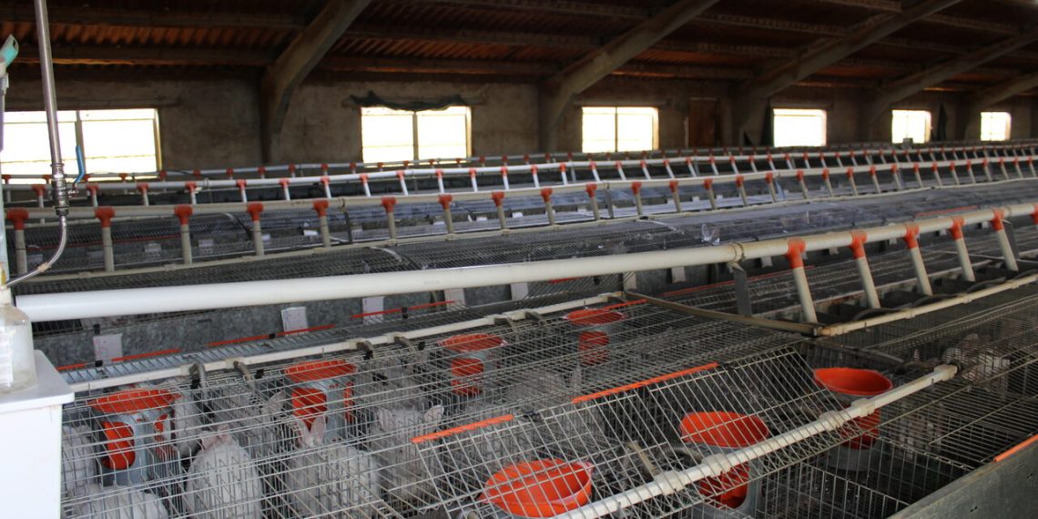 LA UNIÓ denuncia que Conselleria de Agricultura ha eliminado las ayudas de este año para el sector cunícola de la Comunitat Valenciana