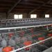 LA UNIÓ denuncia que Conselleria de Agricultura ha eliminado las ayudas de este año para el sector cunícola de la Comunitat Valenciana