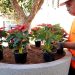Valencia renueva la imagen de su plaza del Ayuntamiento con nuevas jardineras y bancos